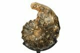 Cretaceous Ammonite (Mammites) Fossil with Metal Stand - Morocco #274616-1